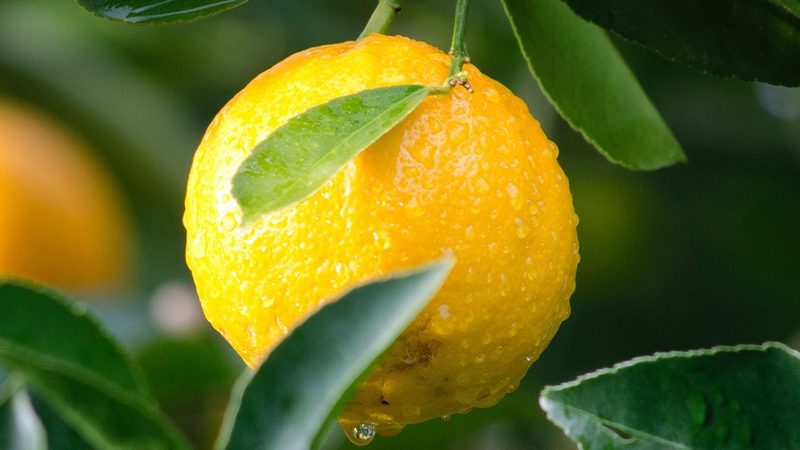 生物医药制剂代加工：揭秘背后的技术秘密**